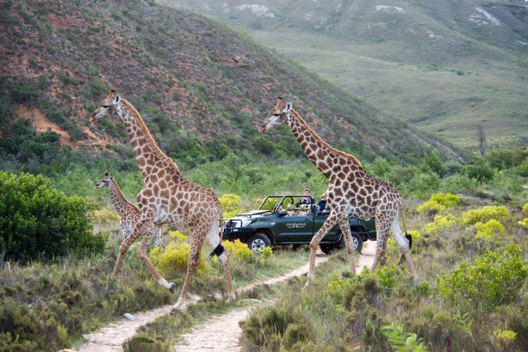 South Africa, Cape´s Greatest Hits Golf Tour (Simola) - Prices From £2199pp! - Image 23