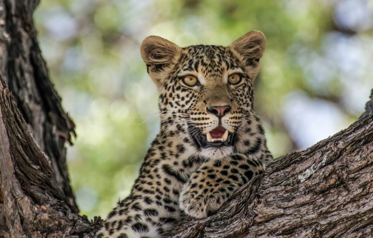 South Africa, Bucket List Tour - Prices From £3059pp! - Image 32