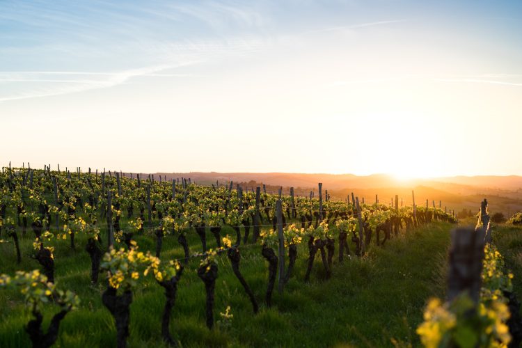 South Africa, Par for the Price – Cape and Winelands Golf Tour - Prices From £899pp! - Image 10