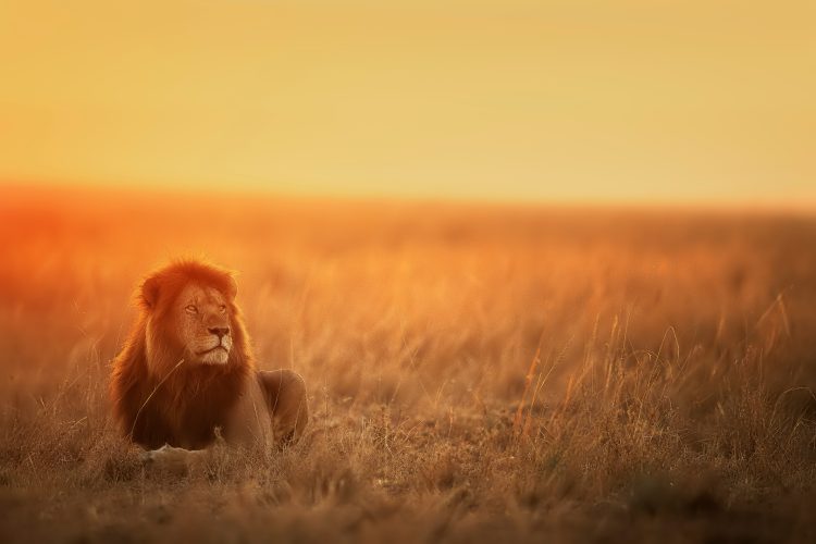 South Africa, Bucket List Tour - Prices From £3059pp! - Image 34