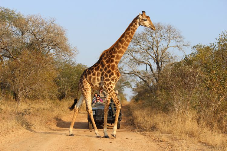 South Africa, Bucket List Tour - Prices From £3059pp! - Image 29