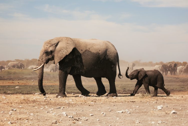 South Africa, Bucket List Tour - Prices From £3059pp! - Image 33